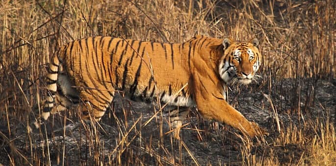 Bucket list of 10 magical escape spots within a 300-kilometer radius of New Delhi, the capital city. 2 Sariska National Park1 Bucket list of 10 magical escape spots within a 300-kilometer radius of New Delhi, the capital city.